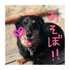 #MINTOCHAN#MYDOG