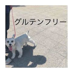 furuhashi schnauzers