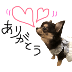 Chihuahua Uta