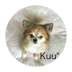 Kuu"Chihuahua