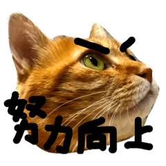 yellow fat cat