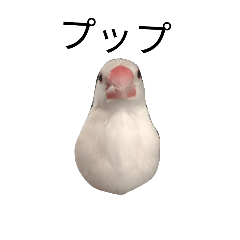 Java sparrow Pupu