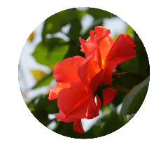 japanese seasonally flower