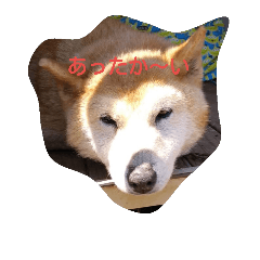 sibainu!