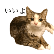 of cute cat moko.