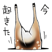 Animals in Hole
