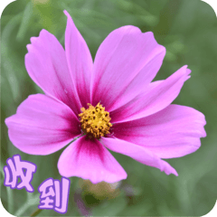 Flowers-10- Cosmos bipinnatus