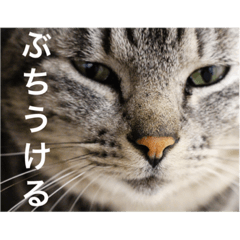 サバトラ猫のコハル☆広島弁