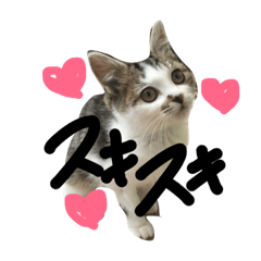 miminokimoti