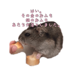 cute hamster ham ham2