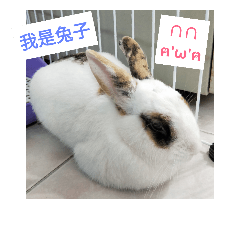 Hikaru is a rabbit 2