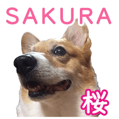 The corgi's name is SAKURA