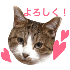 maachan-cat