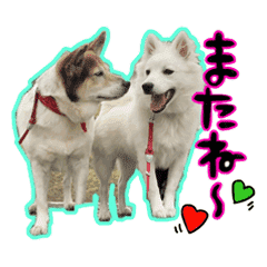 日本スピッツのユキと先輩犬パピたん Line スタンプ Line Store