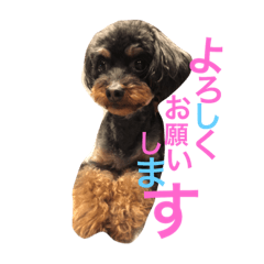 Doggy Lovie