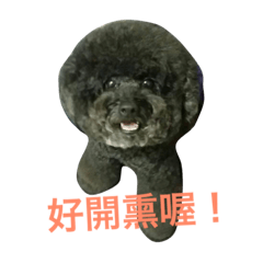 黑貴賓狗-小歐