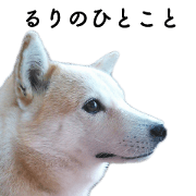 Dog "Ruri"