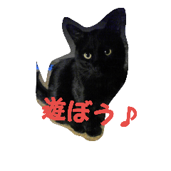 kaka(black cat) feeling2