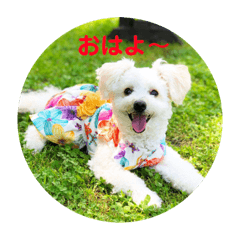 Whitetoypoodle