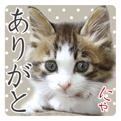 Sticker kitten riri 2
