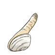 Geoduck clam moves