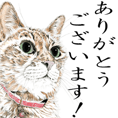 vol. 6 Cats of Takahiro Yamada 2