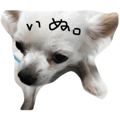 inu-dog-
