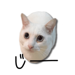 WhiteCat tony