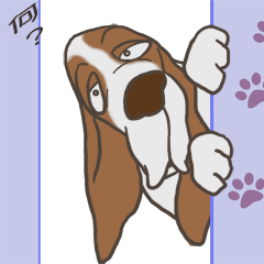 Basset hound 19(dog)