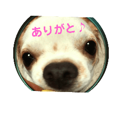 Chiwawa no kuutaro