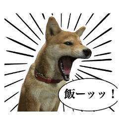 Shiba Inu Kuri easy going stickers