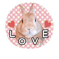 rabbit_LOVE 3