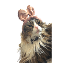 catramu