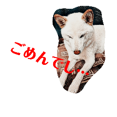 white shiba kohaku word