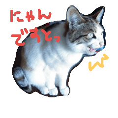 福島の猫たち