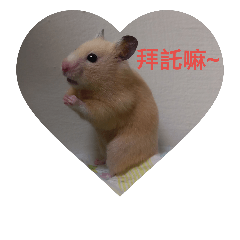 All Pass the hamster