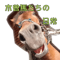 daily Kiso horses