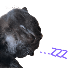 B a n