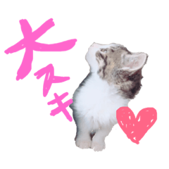 miminokimoti 2