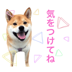 shibacamelpart5