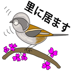 Bird watcher conversation part4