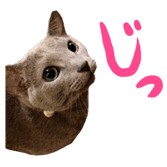 Russian blue Liz sticker
