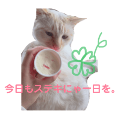Spend with the sweet cat