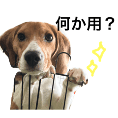ビーグル犬 ルーク Line スタンプ Line Store
