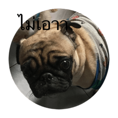 kaki dog