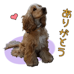 イングリッシュコッカースパニエルのクレア Line スタンプ Line Store イングリッシュコッカースパニエルのクレア Line スタンプ Line Store