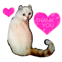 American curl