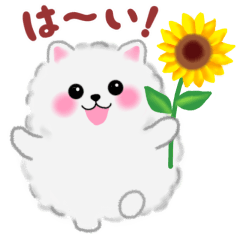 cute white Pomeranian summer