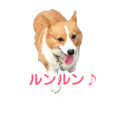 bekiko2