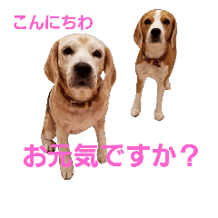 beagle-love-kp3